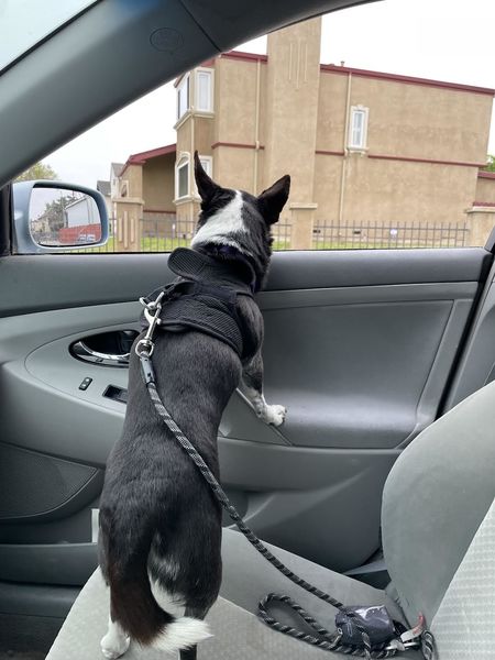 Rogers (fka Flapjack)