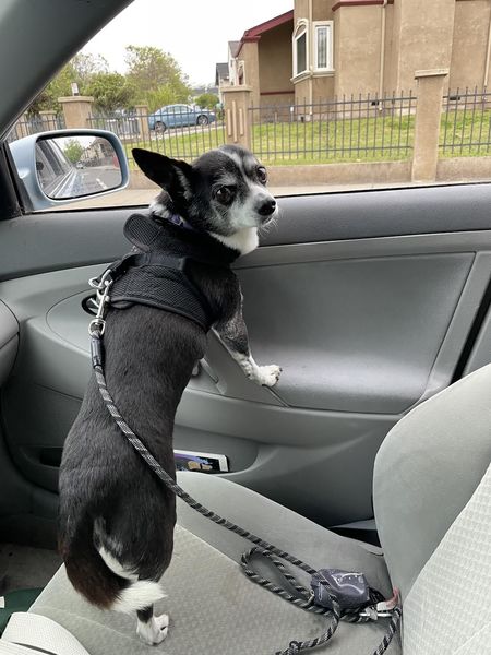 Rogers (fka Flapjack)