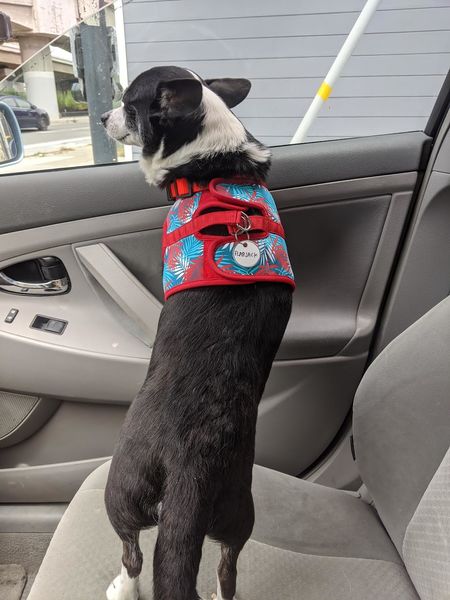 Rogers (fka Flapjack)