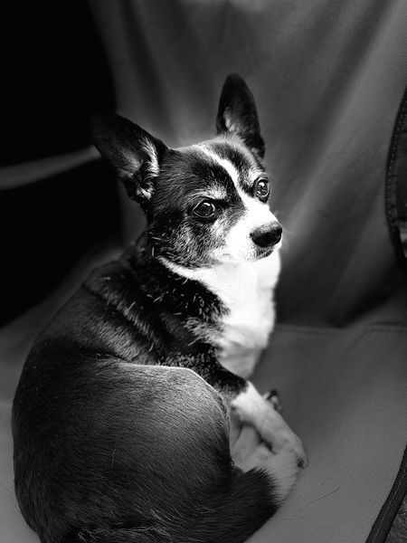 Rogers (fka Flapjack)