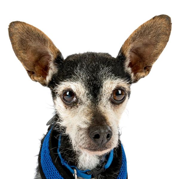 Lupi (fka Sloth) and Bijou (fka Platinum)