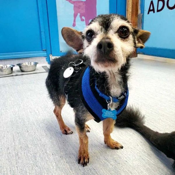 Lupi (fka Sloth) and Bijou (fka Platinum)