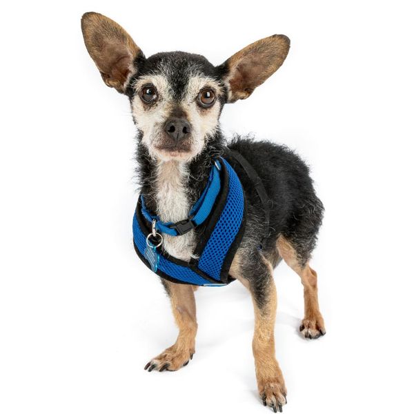 Lupi (fka Sloth) and Bijou (fka Platinum)