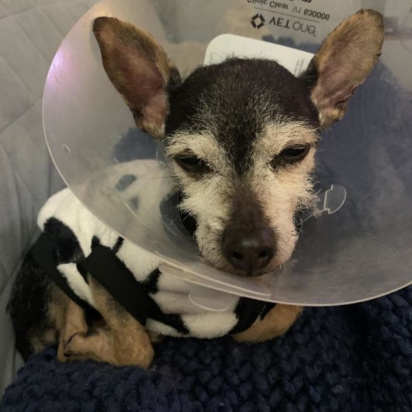 Lupi (fka Sloth) and Bijou (fka Platinum)