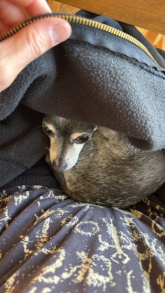 Lupi (fka Sloth) and Bijou (fka Platinum)