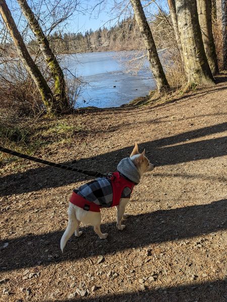 Strawberry (fka Super Bee)