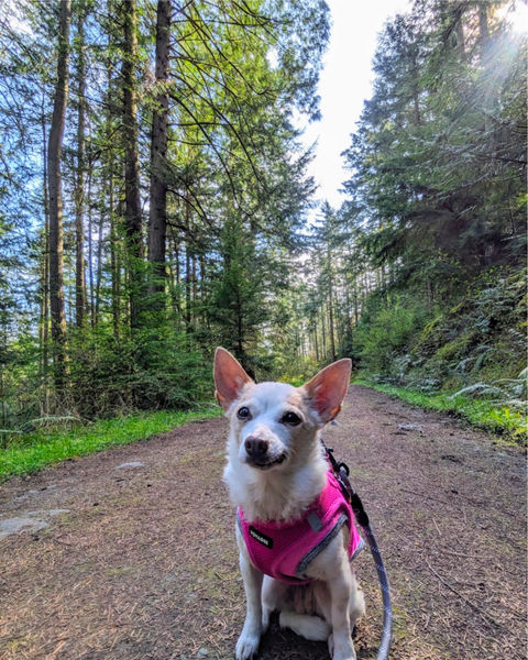 Strawberry (fka Super Bee)