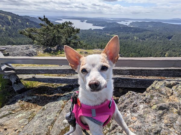 Strawberry (fka Super Bee)