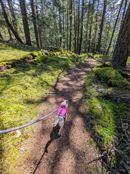 Strawberry (fka Super Bee)