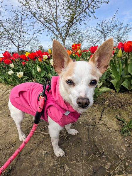 Strawberry (fka Super Bee)