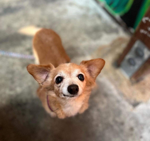 Stella Rose (fka Estrella)