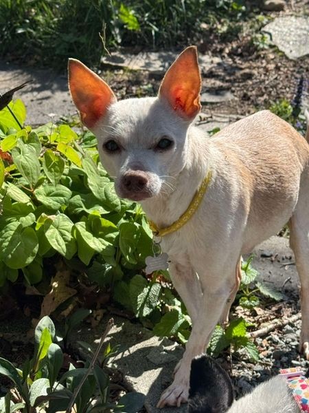 Mudslide and Banana Split