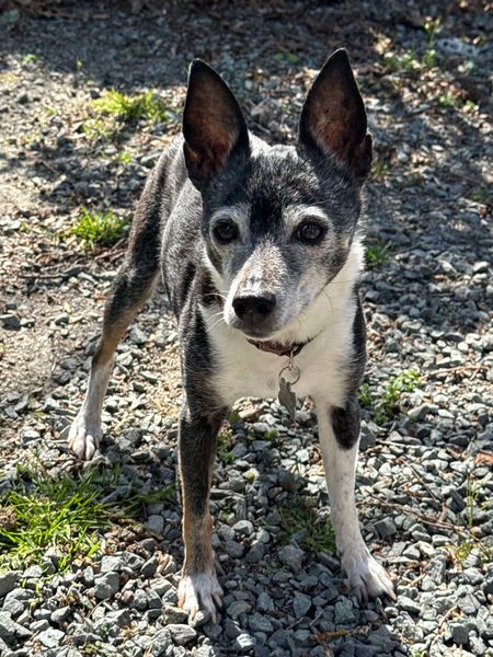 Mudslide and Banana Split