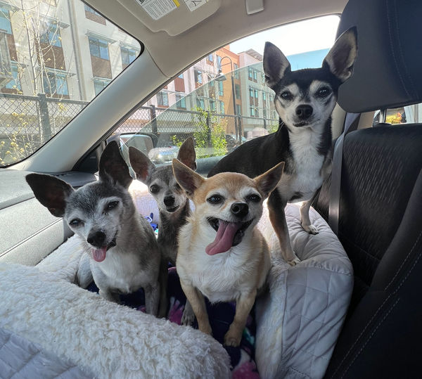 Cheech (fka Atlas) and Chong (fka Chevy)