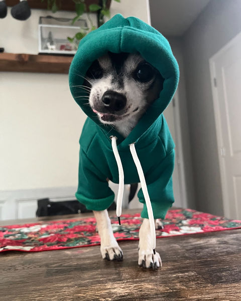 Cheech (fka Atlas) and Chong (fka Chevy)