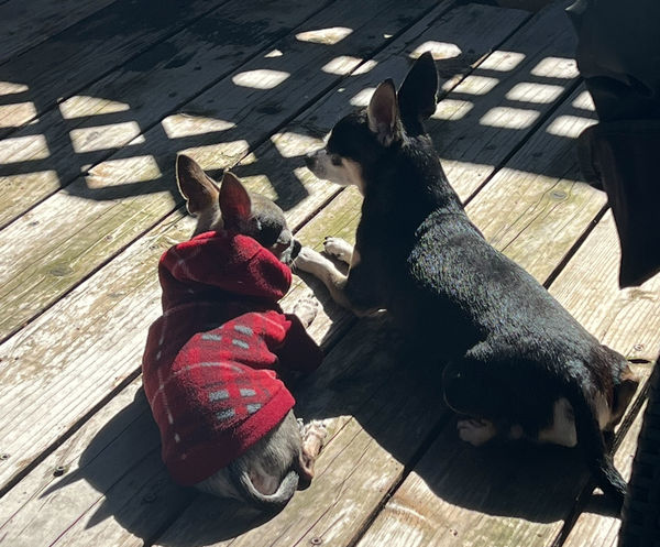 Cheech (fka Atlas) and Chong (fka Chevy)