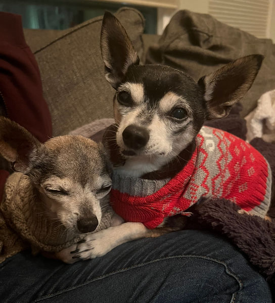 Cheech (fka Atlas) and Chong (fka Chevy)