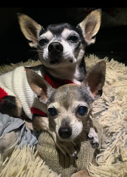 Cheech (fka Atlas) and Chong (fka Chevy)