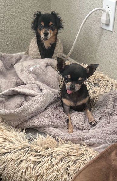 Princess (fka Pixie Stix)