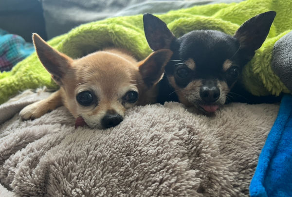 Princess (fka Pixie Stix)