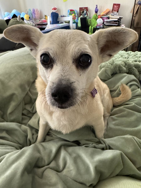 Glinda (fka Skyfall)