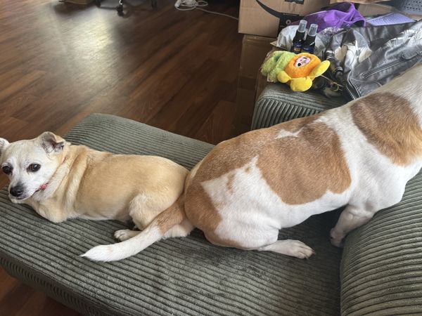 Glinda (fka Skyfall)