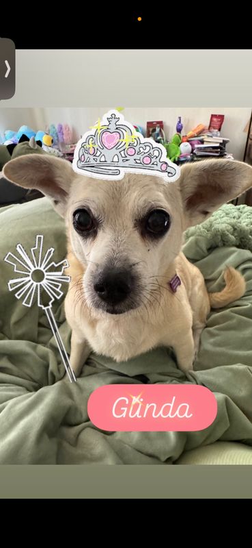 Glinda (fka Skyfall)