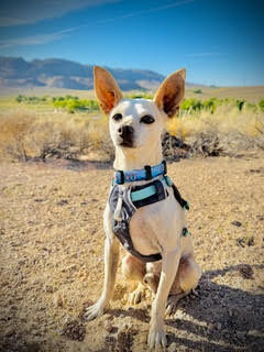 Maverick (fka Stonewall)