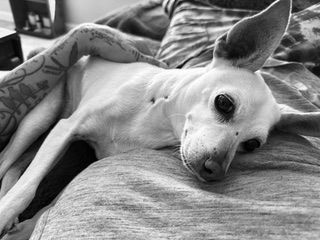 Maverick (fka Stonewall)