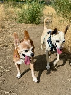 Maverick (fka Stonewall)