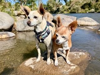 Maverick (fka Stonewall)