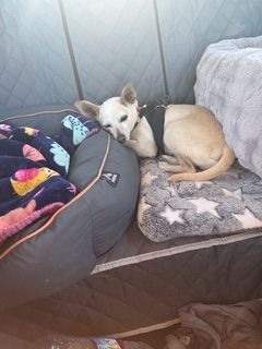 Maverick (fka Stonewall)