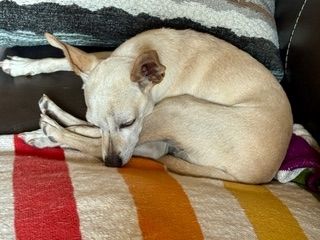 Maverick (fka Stonewall)