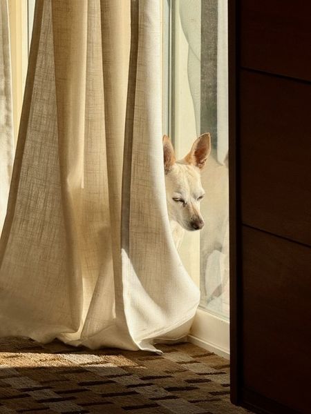 Maverick (fka Stonewall)