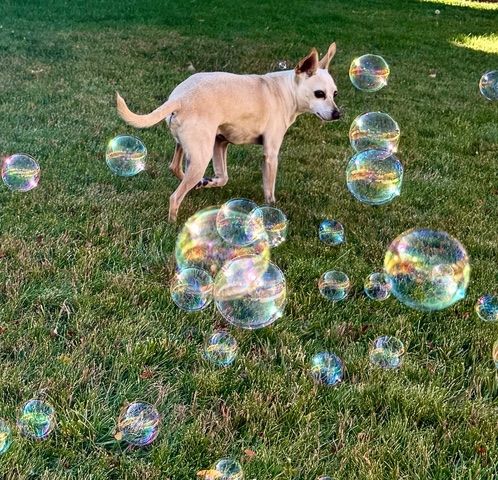 Maverick (fka Stonewall)