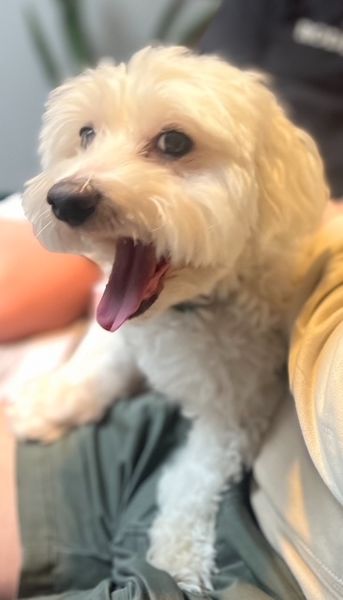 Halloumi (fka Franz)