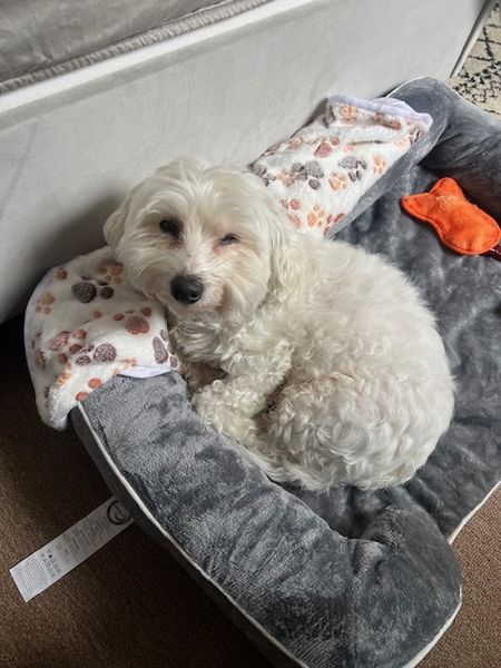 Halloumi (fka Franz)