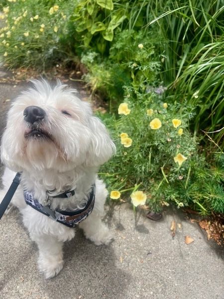 Halloumi (fka Franz)