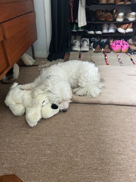 Halloumi (fka Franz)