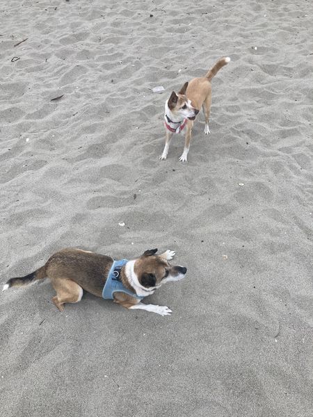 Ginger & Mary Ann (fka Rhonda & Muriel)