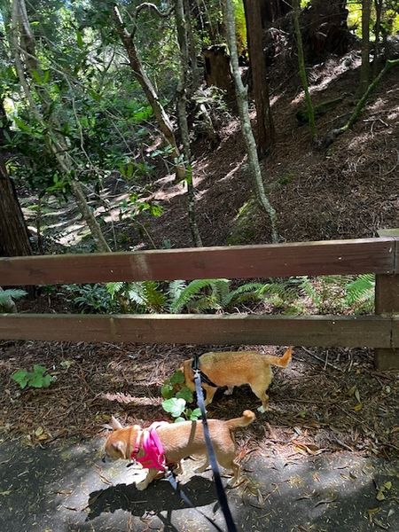 Guillermo (fka Cheez Whiz)