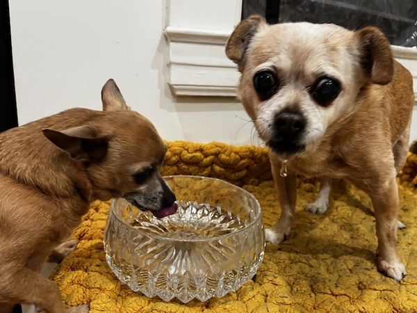 Guillermo (fka Cheez Whiz)