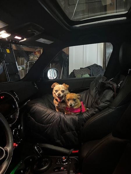 Guillermo (fka Cheez Whiz)