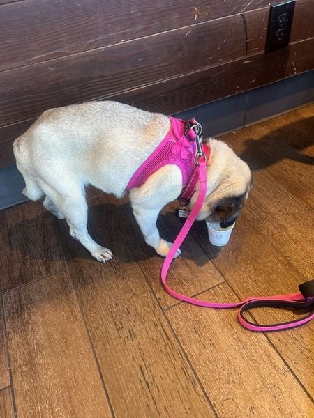 Goldie (fka California Love)