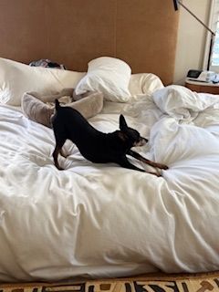 Chester (fka Red Rooster)