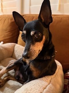 Chester (fka Red Rooster)