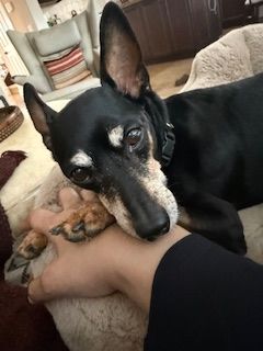 Chester (fka Red Rooster)