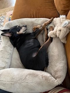 Chester (fka Red Rooster)