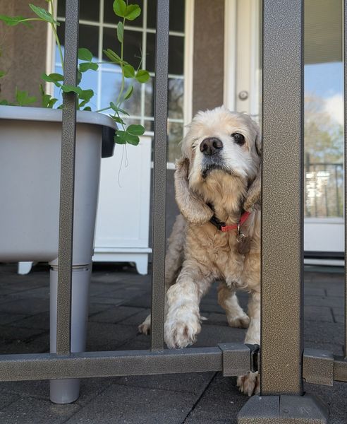 Lady (fka Lady Earth)