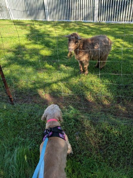 Lady (fka Lady Earth)